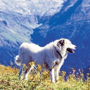 Patou of the Pyrenees